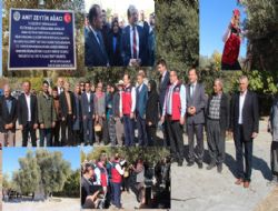 Bin 300 yllk ant aacn zeytinleri hasat edildi